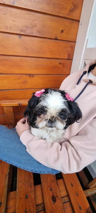 Shih tzu sunia przytulas