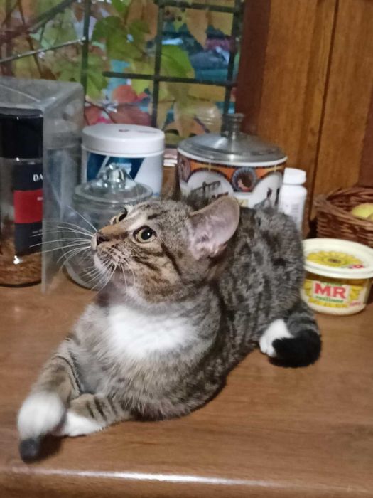 Henryk, Henio, Heniutek - turbo luzak szuka domu!