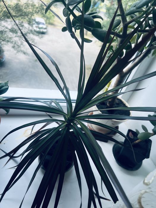 Домашні рослини глоксинія бегонія драцена сансивієрія грошове дерево