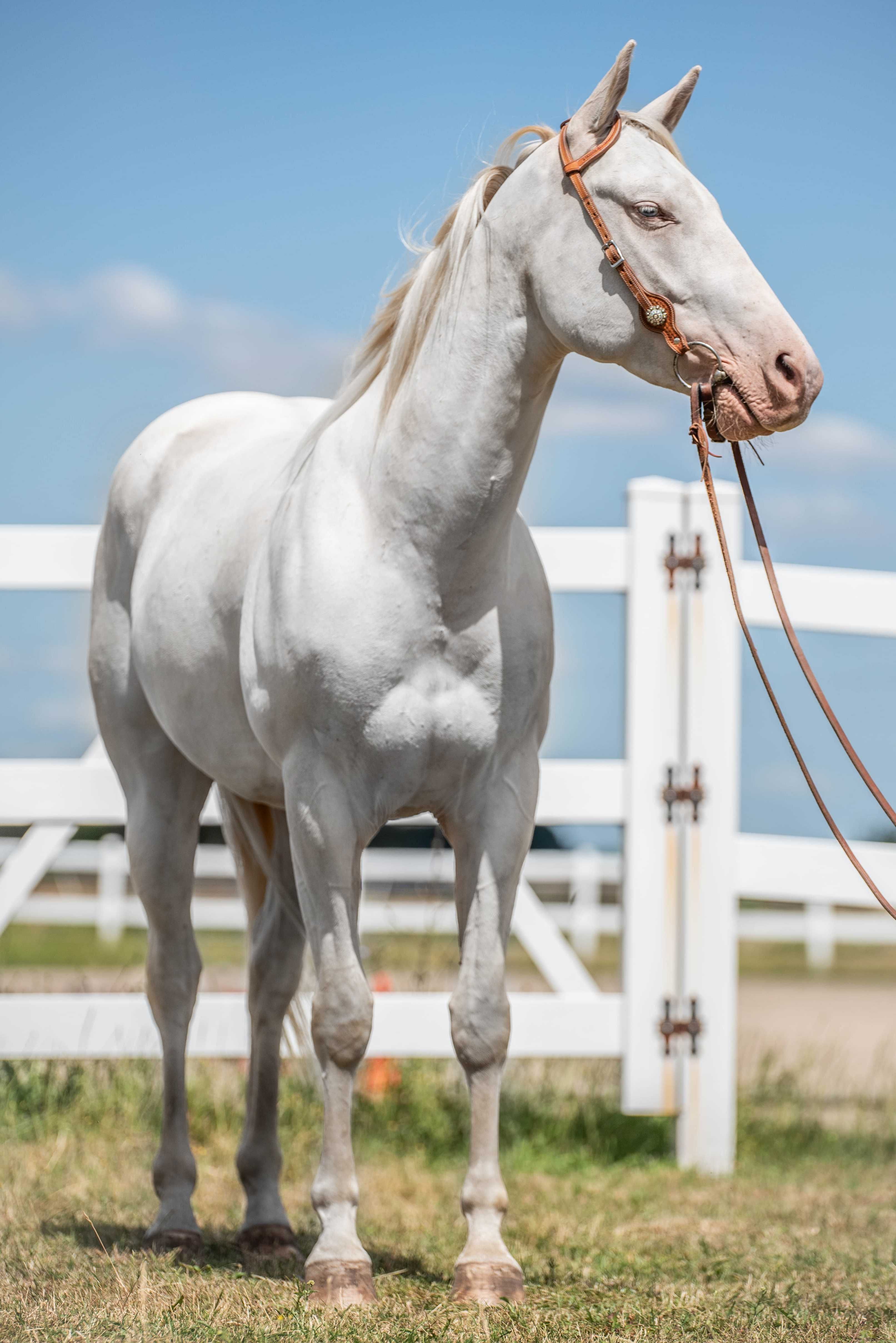 Wałach AQH American Quarter Horse cremello
