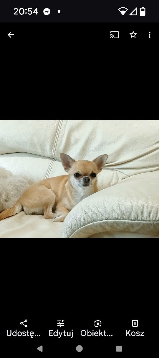 Chihuahua długowłosy ZKwP FCI