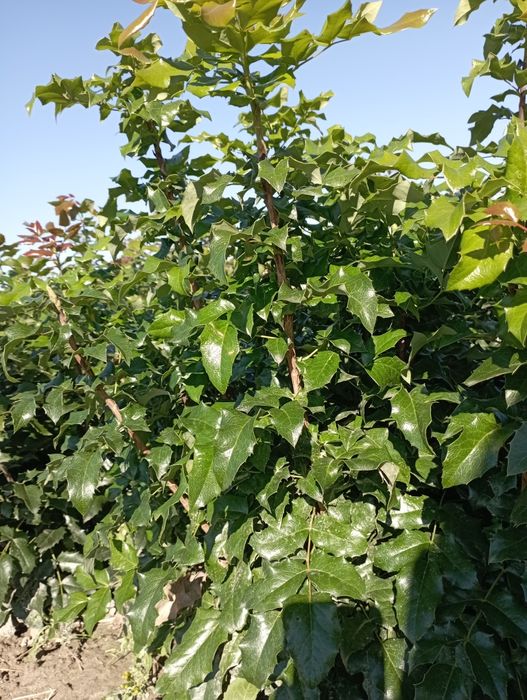 Gałązki Mahonii sprzedam