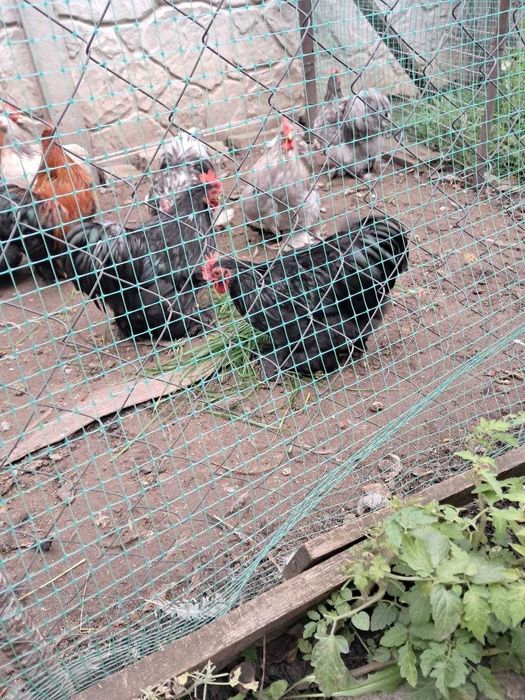 Кохинхин карликовый