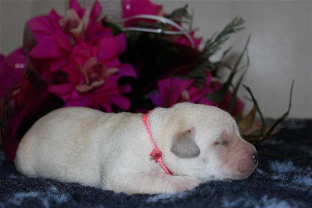 Лабрадор ретривер