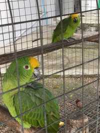 Papagaios amazona ocrocephala