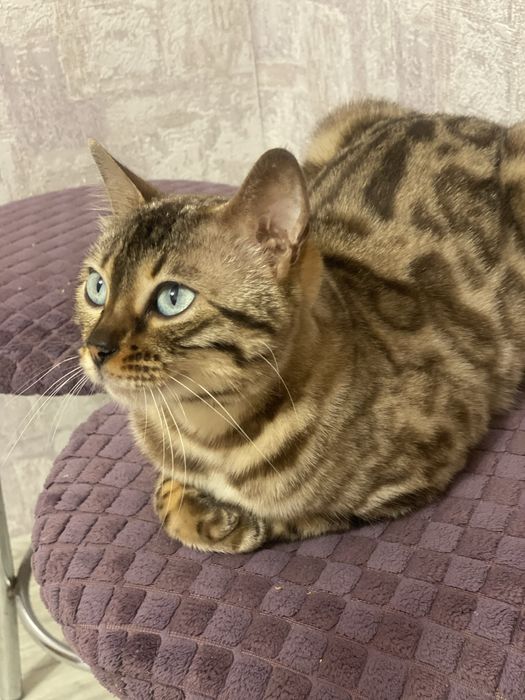 Бенгальські кошенята