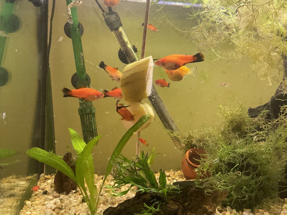 Peixes Espadas Musgo Java