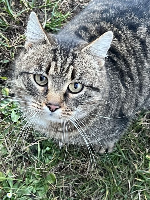 Bury kot szuka domu!