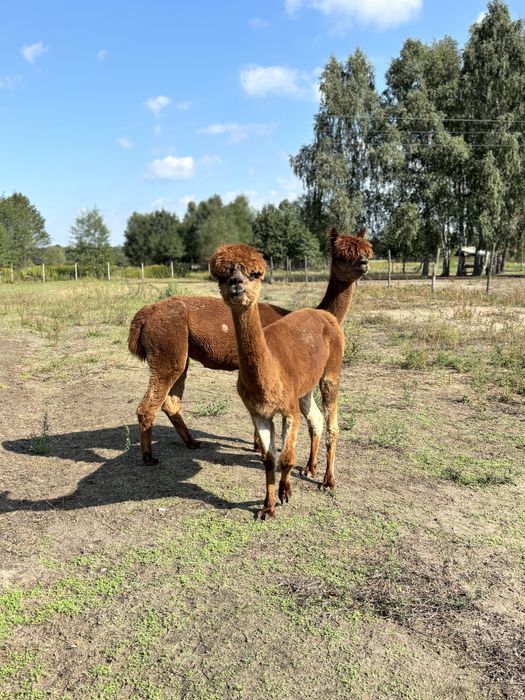 Dwie samice alpaki. Alpaka mazowieckie. INCA Alpaca.