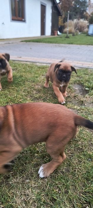 Suczka bokser szczenię