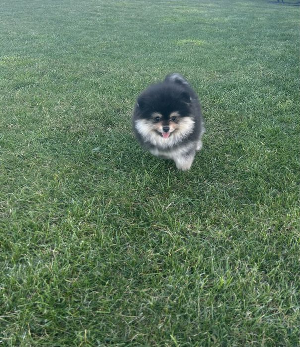 Szpic miniaturowy- pomeranian
