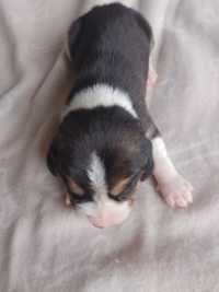 Beagle  metryka czip tricolor