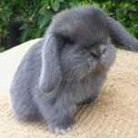 Coelhos anoes mini lop(orelhudos) e mini holandeses do criador