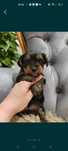 Przepiękny york terrier samica