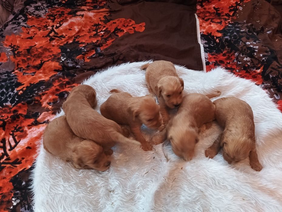 Witam mam do sprzedania piękne pieski Cocker spaniel