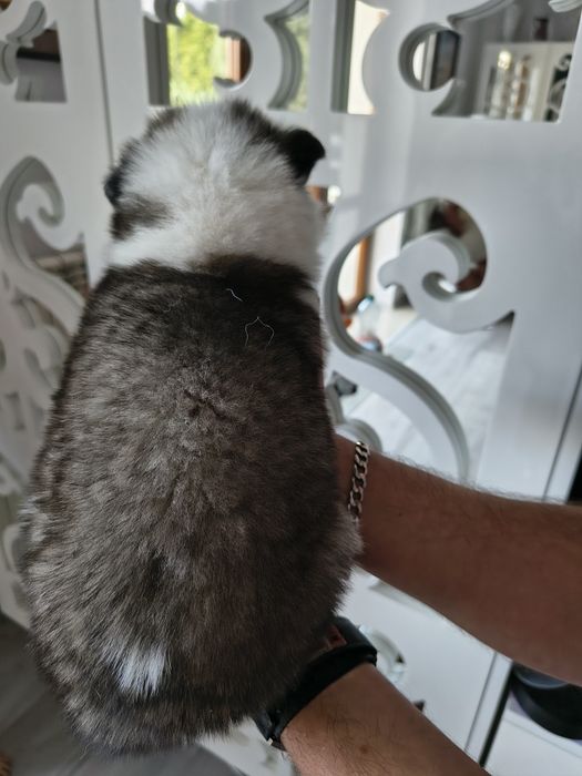 Piękny piesek Abel łajka jakucka FCI metryka