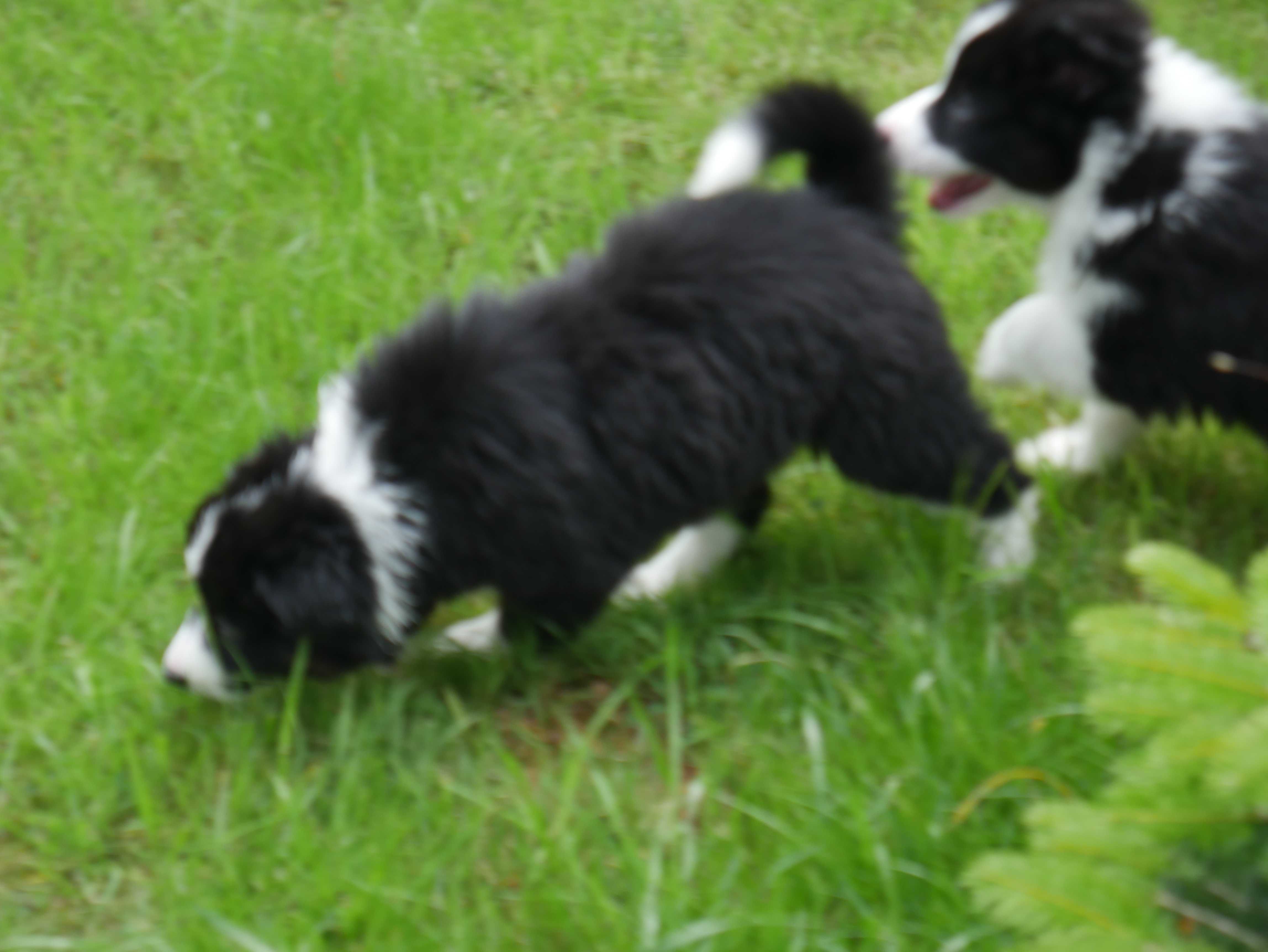 Border Collie ostatnia sunia