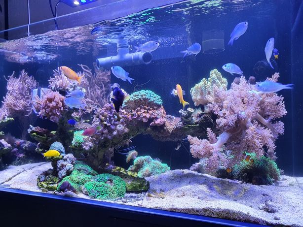 Akwarium morskie Konstrukcja skalna z koralowcami