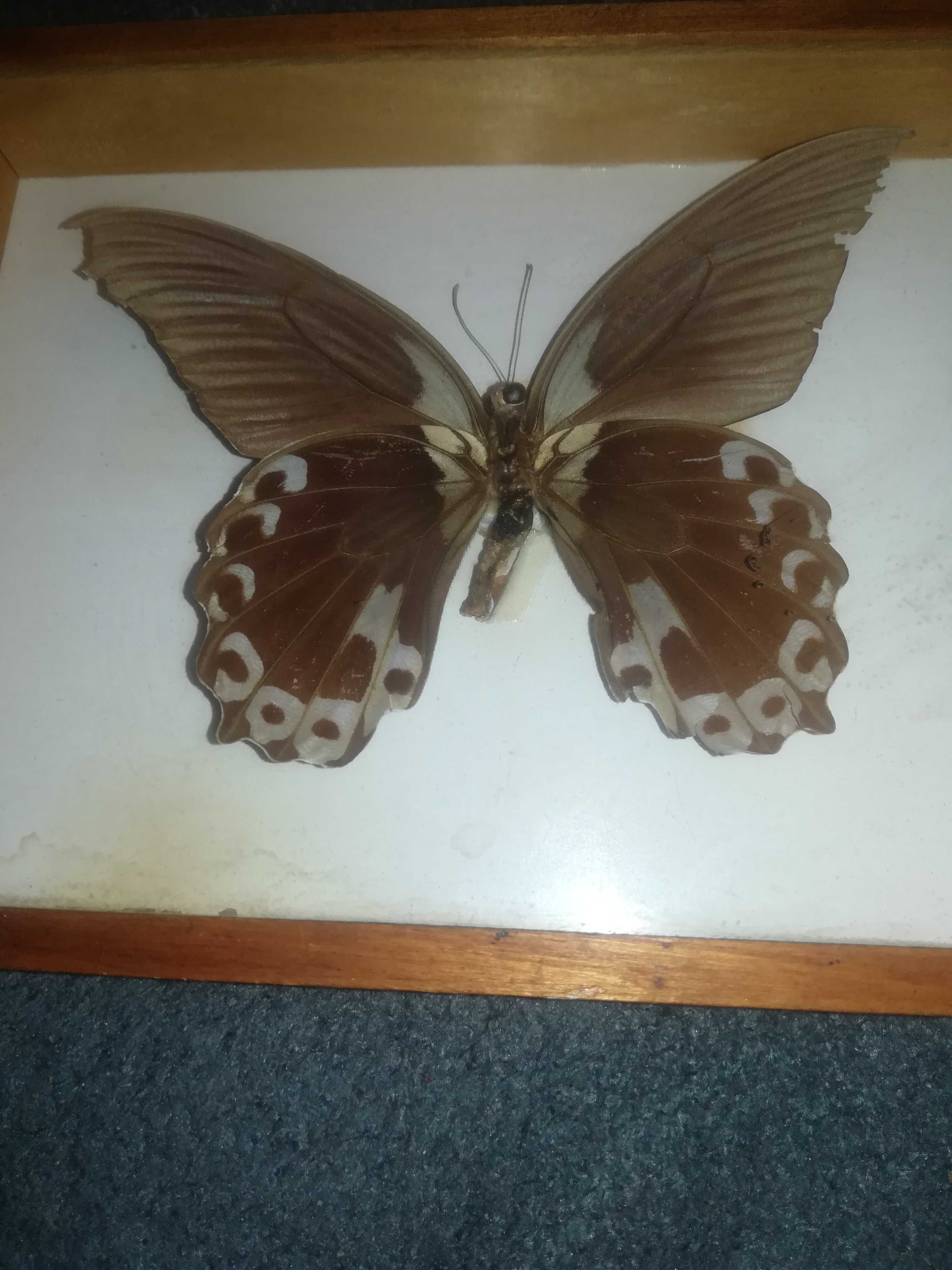 Motyl Papilio RUMANZOVIA Filipiny