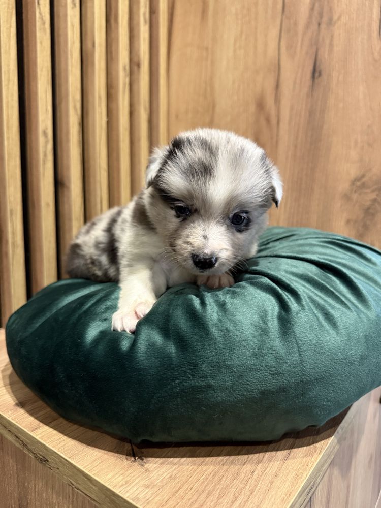 Suczka Blue merle Border Collie