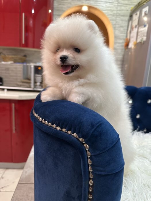 Девочка 2.5 мес . Купить шпица белого.