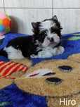 Piesek Biewer Yorkshire Terrier