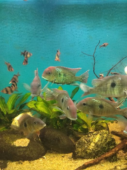 Геофагус красноголовый