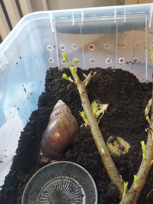 Ślimak afrykański achatina +terarium