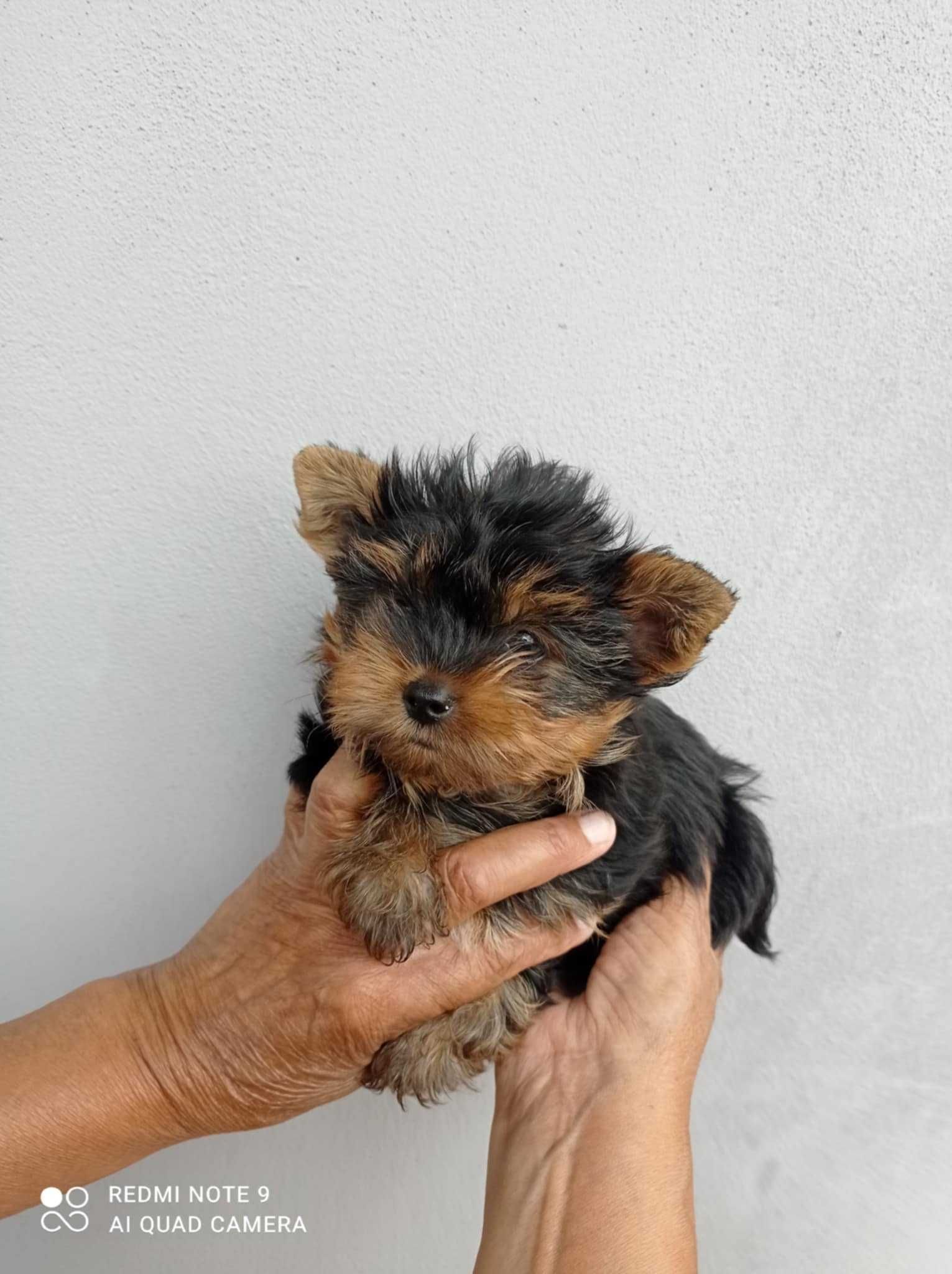 Maravilhoso menino Yorkshire Terrier Super Mini