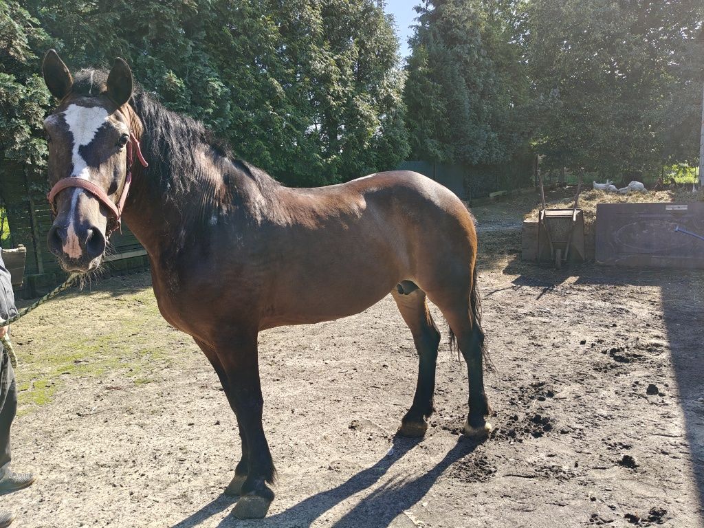 Sprzedam klacz zimnokrwistą