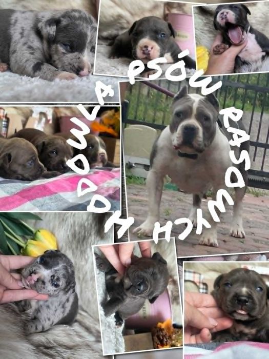 Amstaff Stanford terier szczeniaczek blu  - merle do rezerwacji