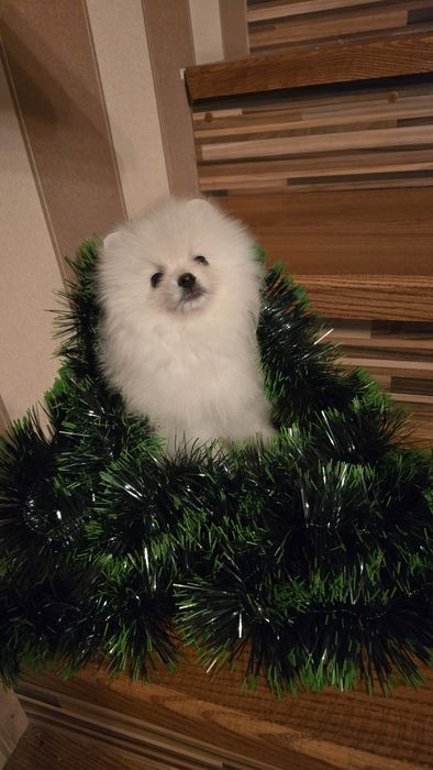 Мальчиш кибальчиш и девчуля  красота