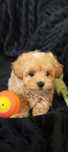 Sprzedam szczeniaka maltipoo