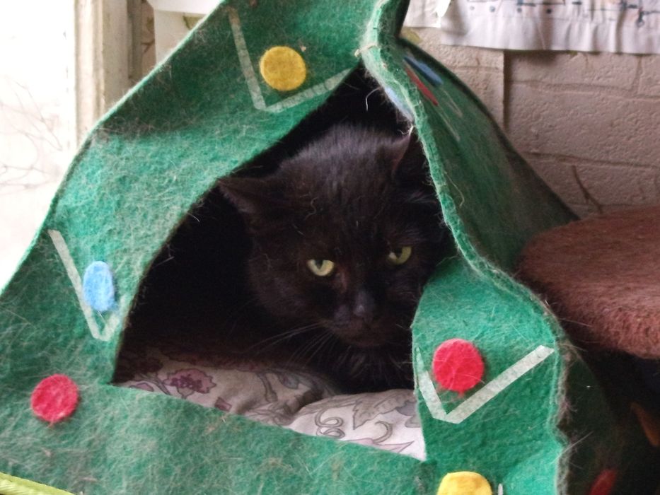 Matcha już bardzo długo czeka na nowy dom