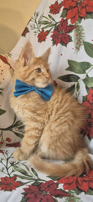 REZERWACJA  Świąteczny słodziak Dorian