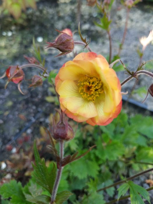 Айстра низькоросла, глобулярія, крилотичинник, примули, герань,брунера