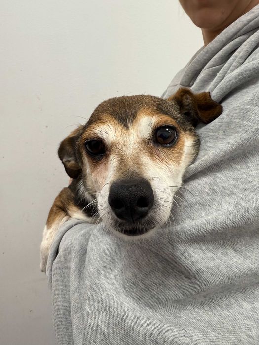 Molly - delikatna i łagodna suczka szuka kochającego domu!