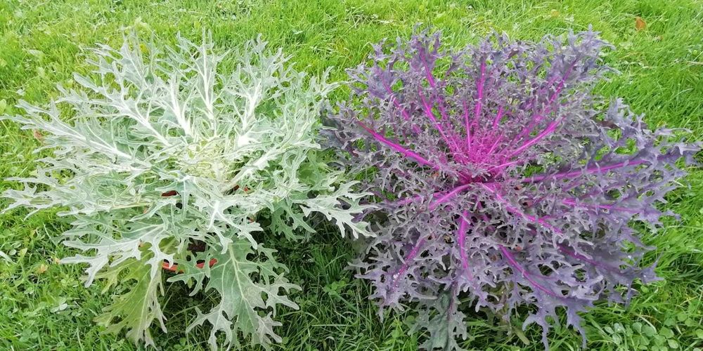 Kapusta ozdobna nie chryzantema