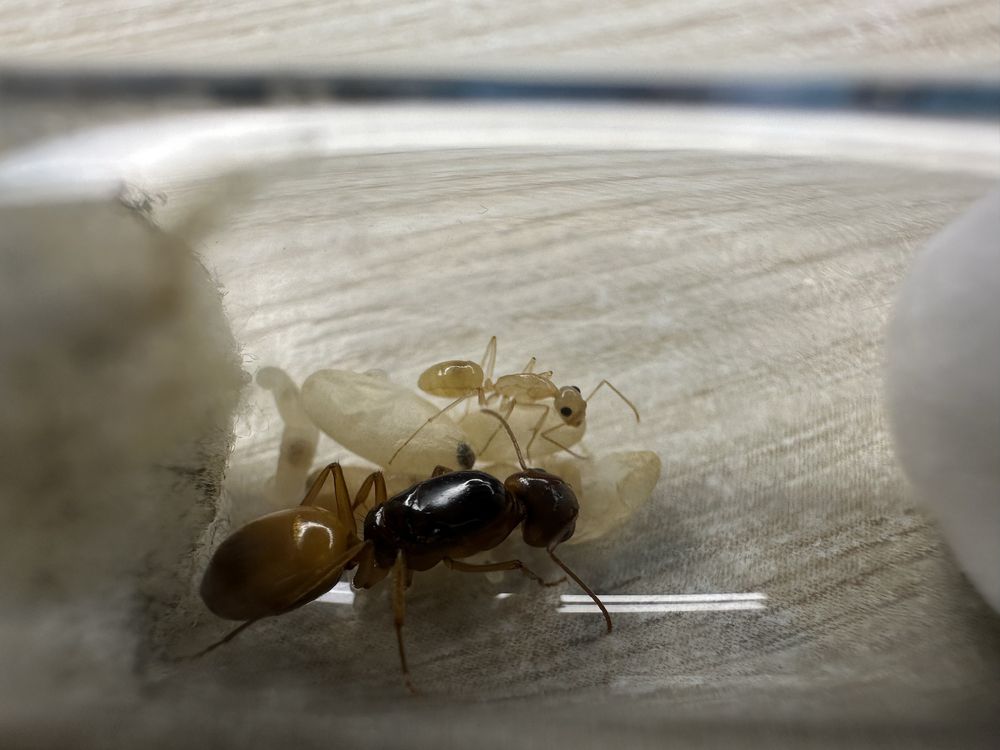 Camponotus fedtshenkoi królowa z 1-3 robotnicami