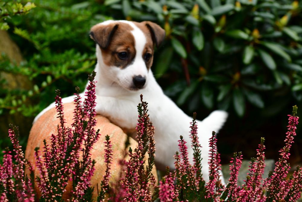 Piękna suczka Jack Russell Terrier