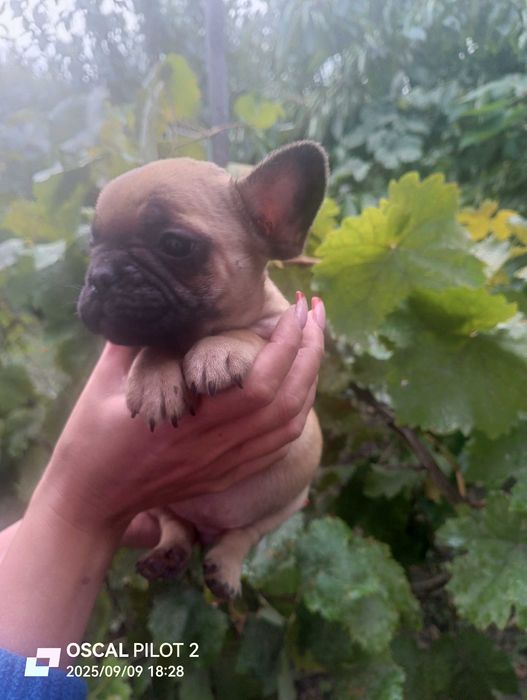 Продаю маленьких щенков французкого бульдога