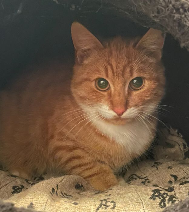 Котенок отдаем в добрые руки