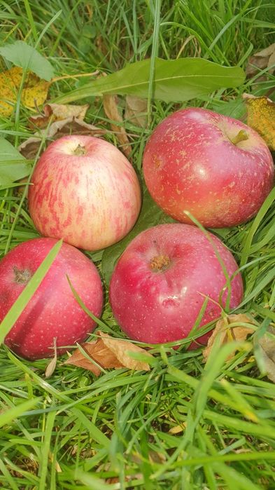 Jabłka eko stare odmiany spady