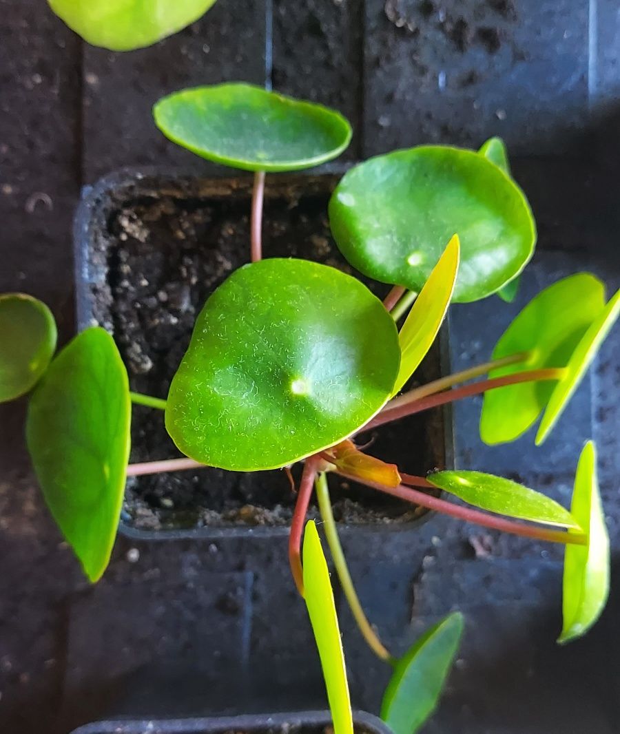 Pilea pieniążek sadzonki rozsada szczepki