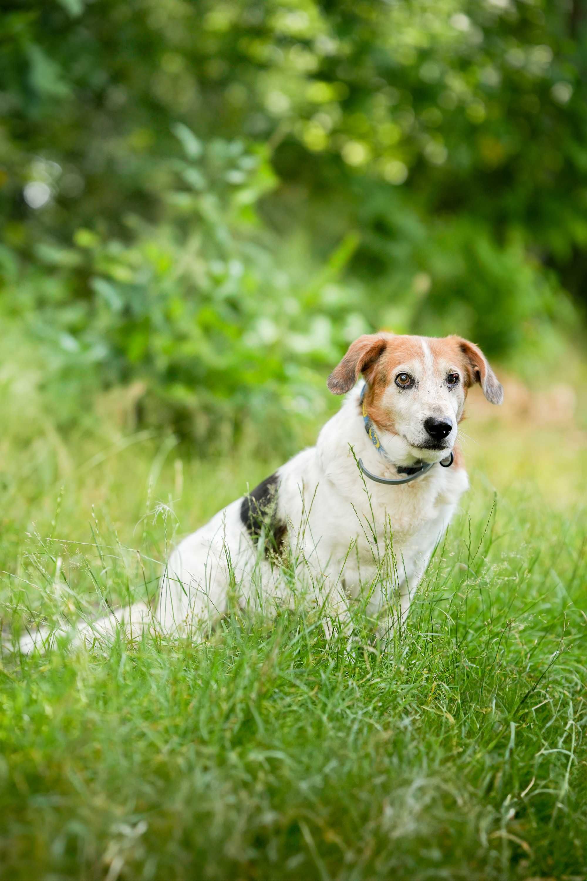 Billy - łagodny i spokojny psi senior do adopcji!