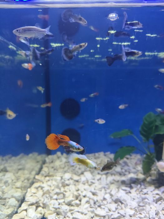 Guppys dumbo cauda vermelha /Metallica Yellow