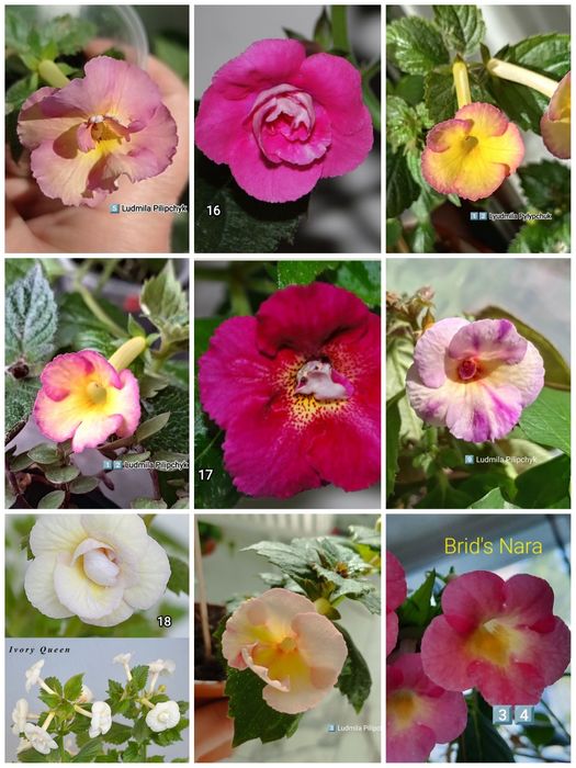 Продам надлишки кімнатних рослин(фікус Кокетка,оксаліс)