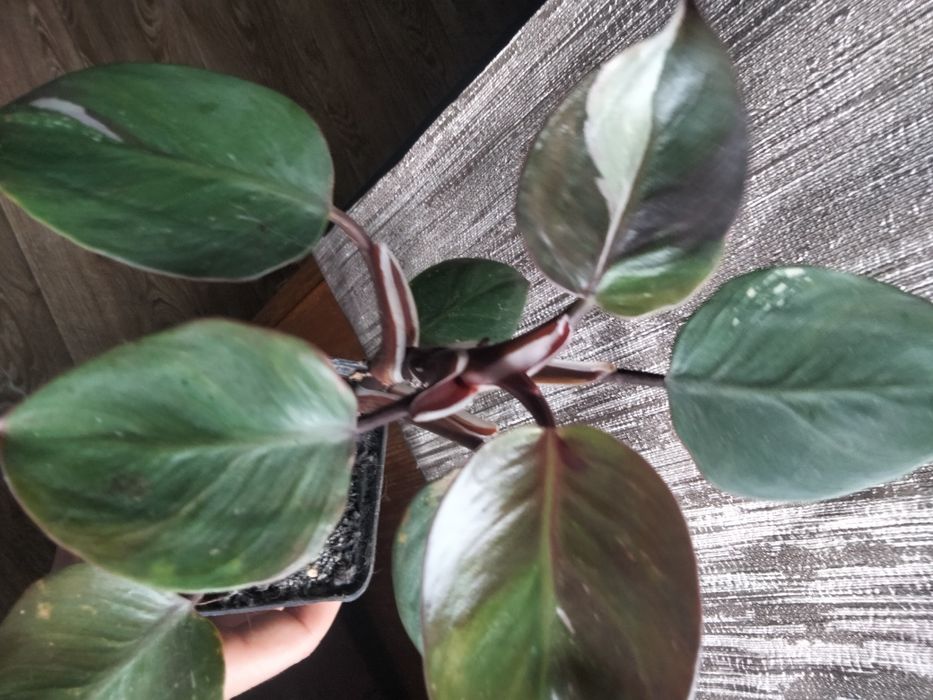 Філодендрон розова принцеса