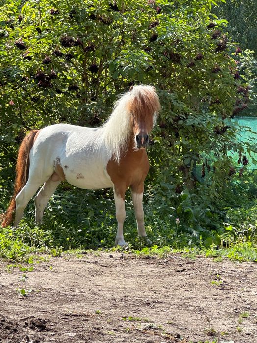 Ogier z licencją .sprzedam zamienię na innego .