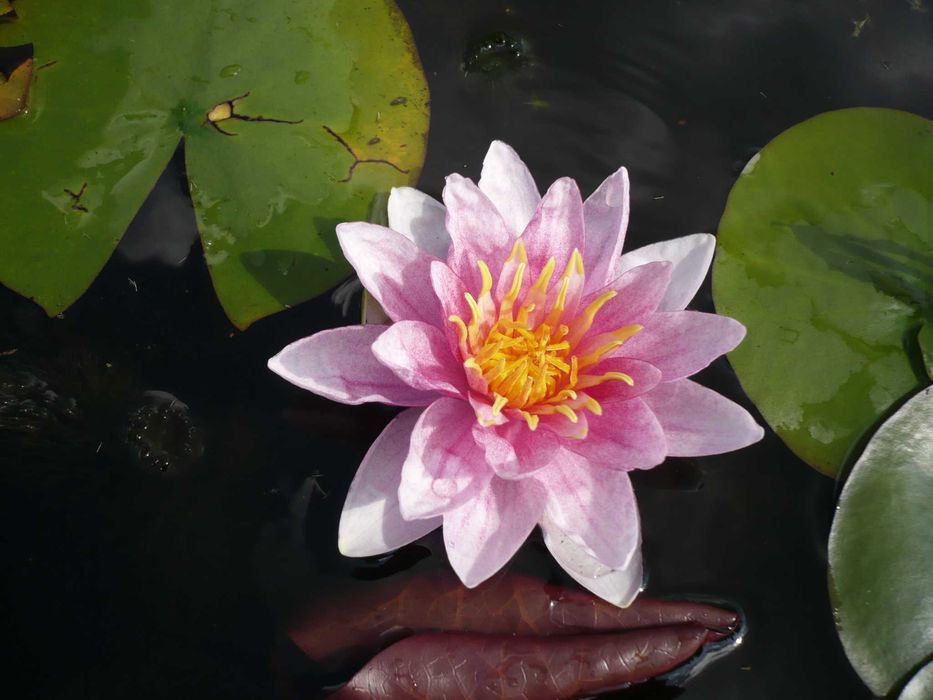 Rośliny wodne, rośliny przybrzeżne , Kamieńsk lesiakowski.pl